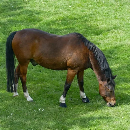 דירה Flockengrund B86b *